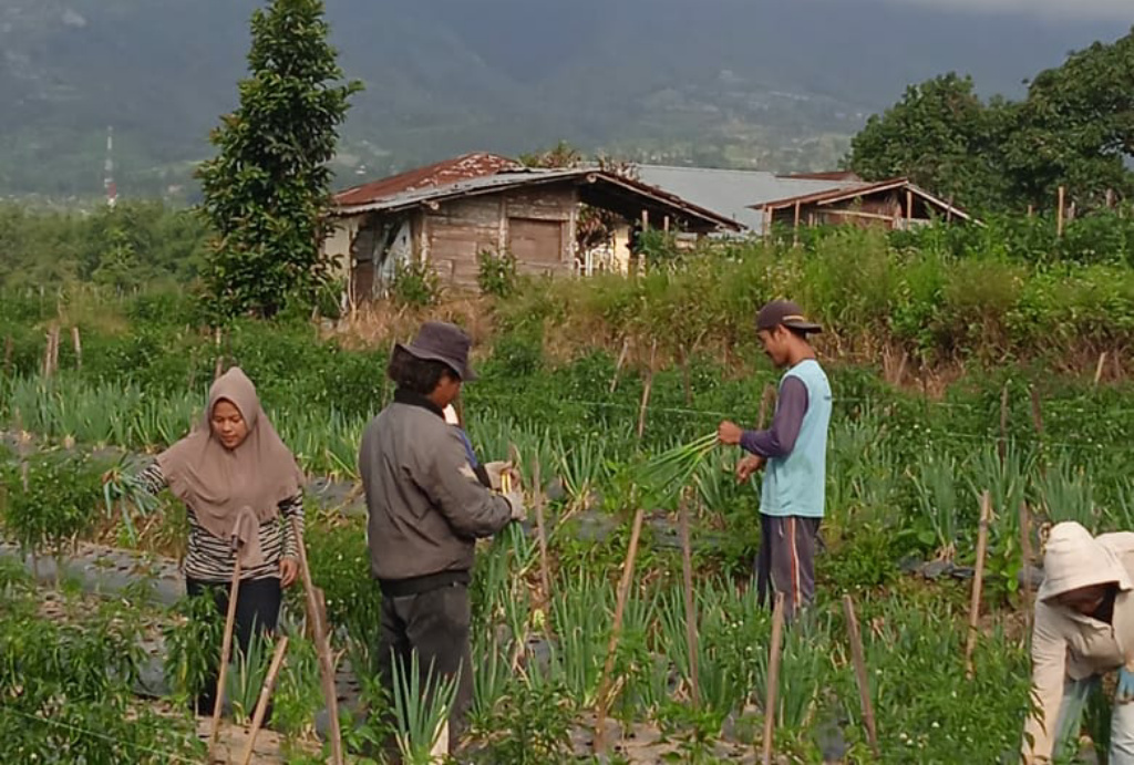 St Pangeran bersama keluarga saat lakukan panen cabe diladangnya, jorong Koto Tuo, Kec. X Koto, Nagari Panyalaian, Kab. Tanah Datar, Kamis (19/1/2023) pagi. (asril dt pangulu batuah)